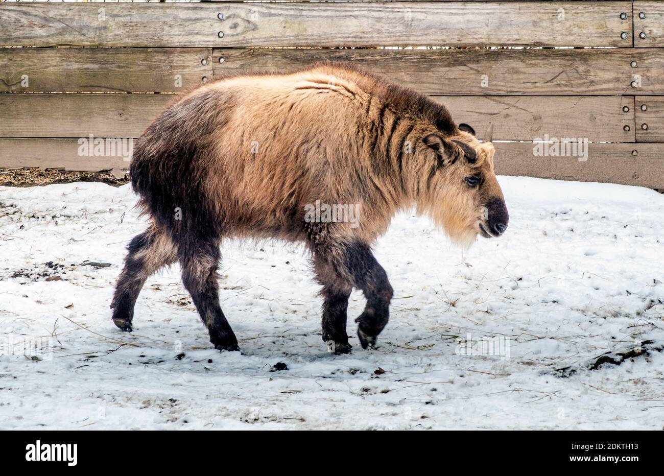 A Furry Takin, Also Called A Gnu Goat Or A Cattle Chamois, Walks Across A  Snowy Field Stock Photo - Alamy