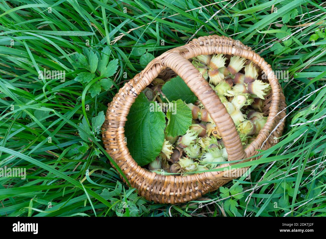 Wicker basket with freshly picked hazelnuts standing on grass. Stock Photo
