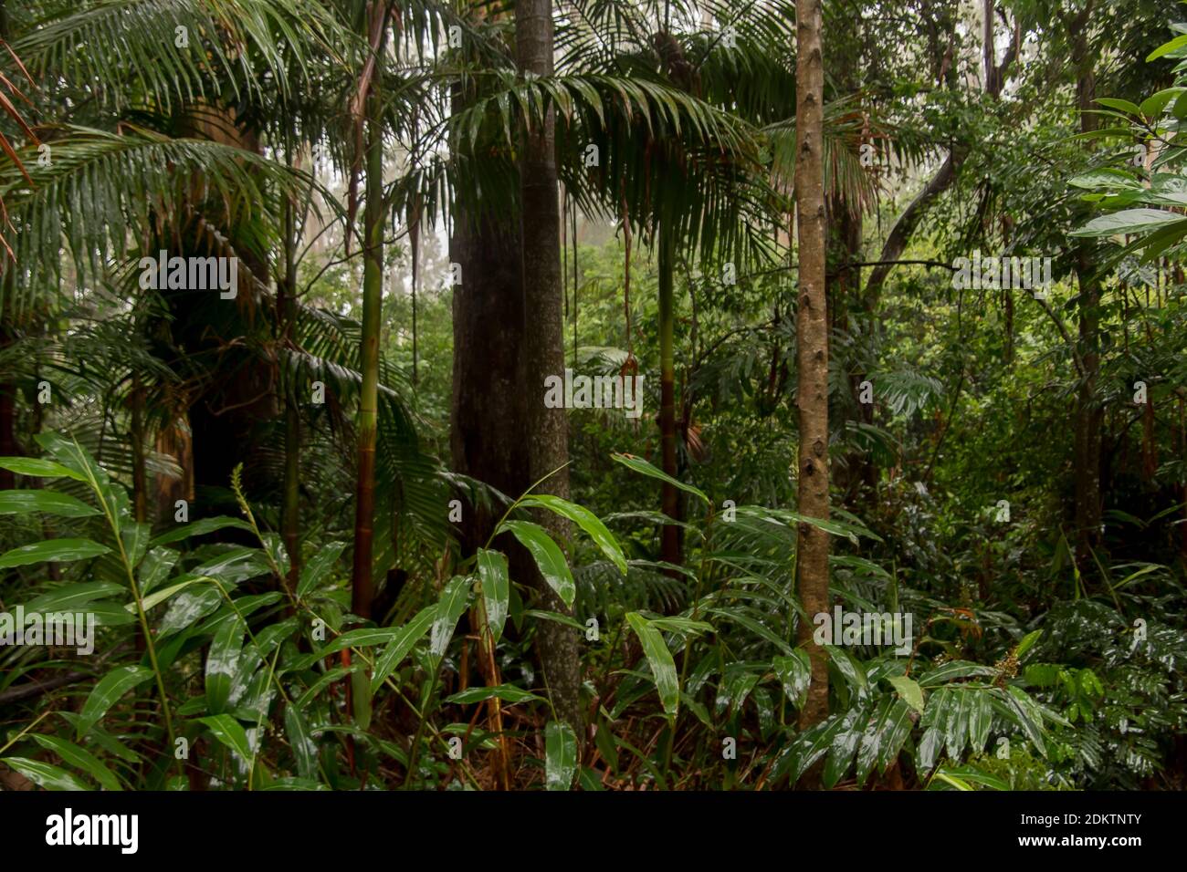Lowland subtropical rainforest during rainy weather, Tamborine Mountain, Queensland, Australia. Green and wet. Stock Photo