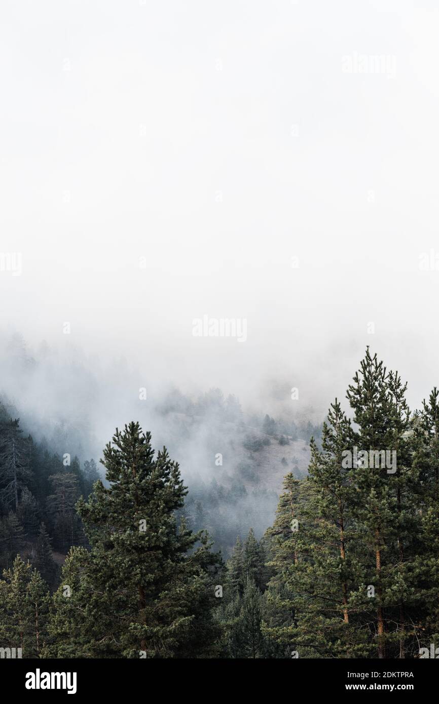 Mountain pine trees in the fog Stock Photo - Alamy