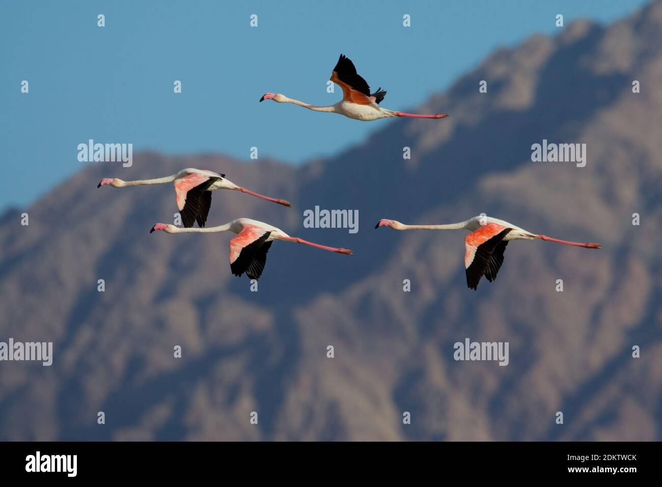 Europese Flamingo's in de vlucht; Greater Flamingos in flight Stock Photo