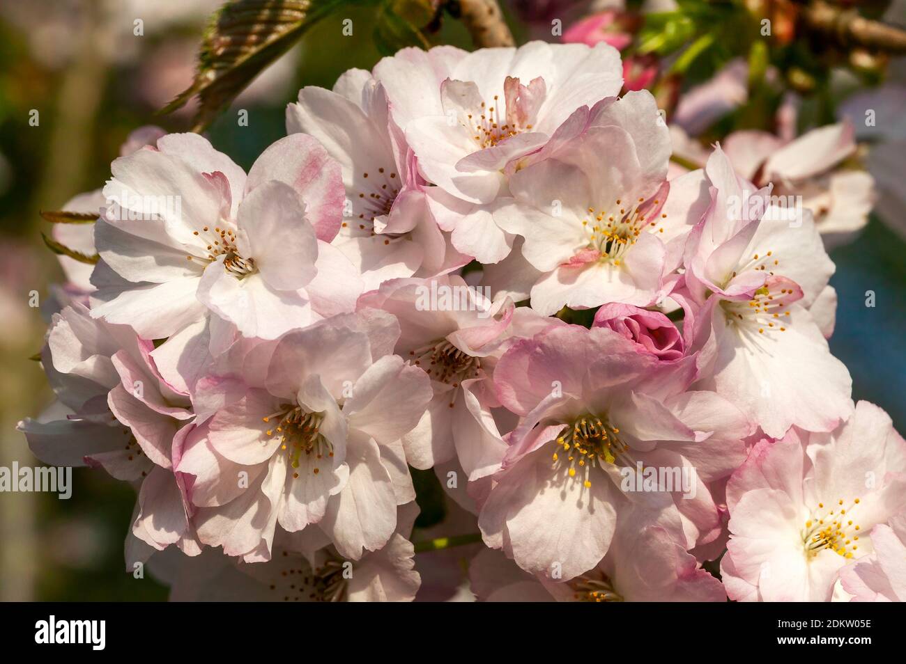 Prunus 'Matsumae hayazaki' (Japanese cherry tree) a springtime flowering shrub plant or small tree with pink a flower blossom in the spring season sto Stock Photo