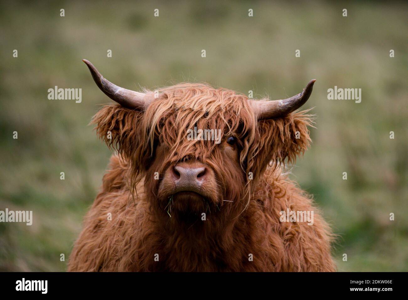 Highland Cow in Glen Nevis, Scottish Highlands looks straight at the camera Stock Photo