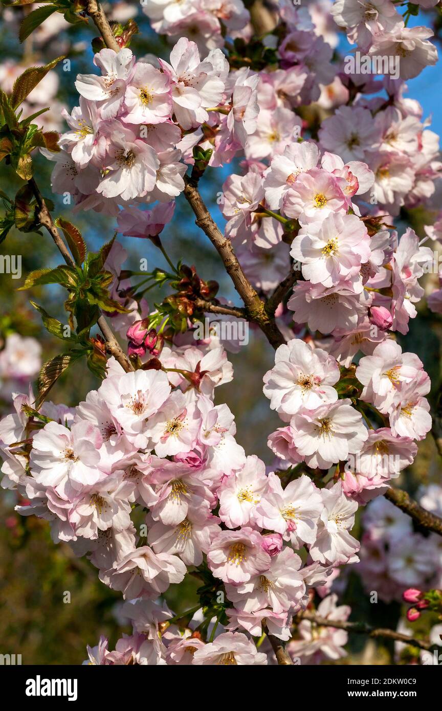 Prunus 'Matsumae hayazaki' (Japanese cherry tree) a springtime flowering shrub plant or small tree with pink a flower blossom in the spring season sto Stock Photo