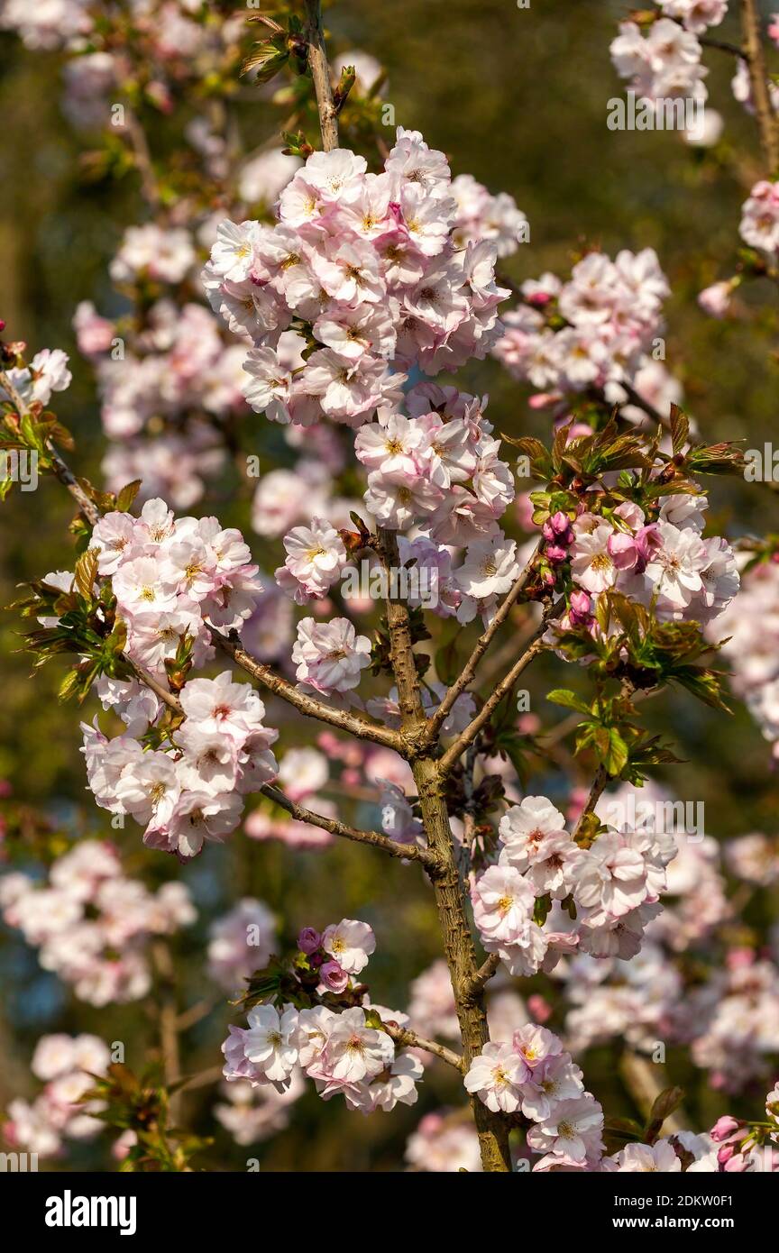 Prunus 'Matsumae hayazaki' (Japanese cherry tree) a springtime flowering shrub plant or small tree with pink a flower blossom in the spring season sto Stock Photo