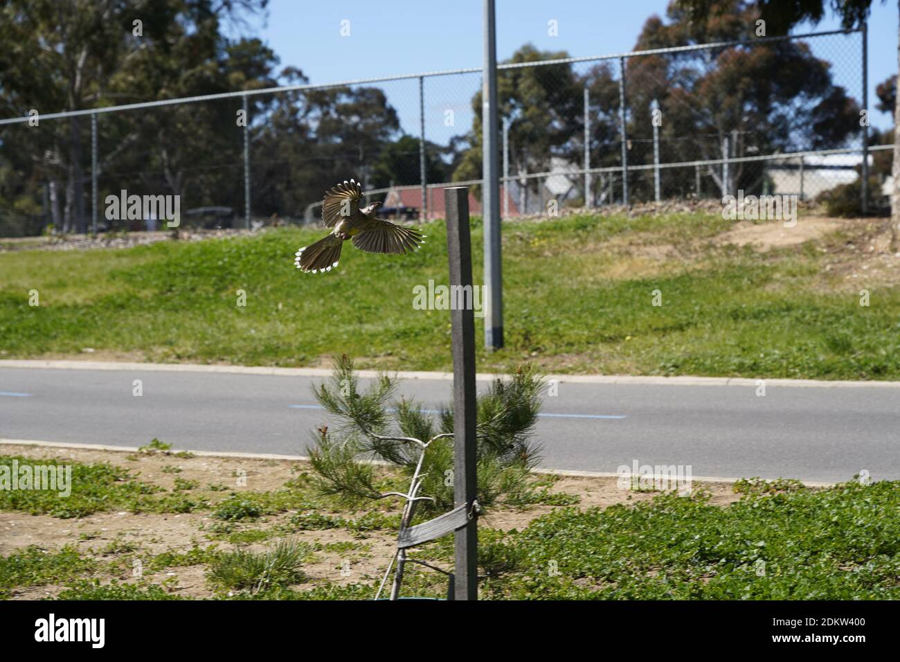 The magic of flight, wings spread and tail feathers splayed total