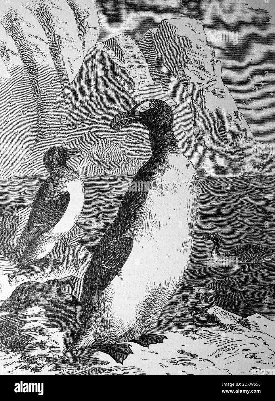 Giant Auk Pinguinus Impennis Syn Alca Impennis An Extinct Flightless Seabird Illustration From 10 Riesenalk Pinguinus Impennis Syn Alca Impennis Ein Ausgestorbener Flugunfahiger Seevogel Illustration Von 10 Historisch Historical