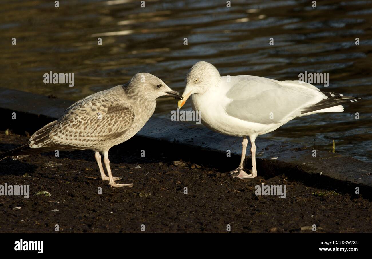 A juvenile Herring Gull makes soliciting noises and bill pecking