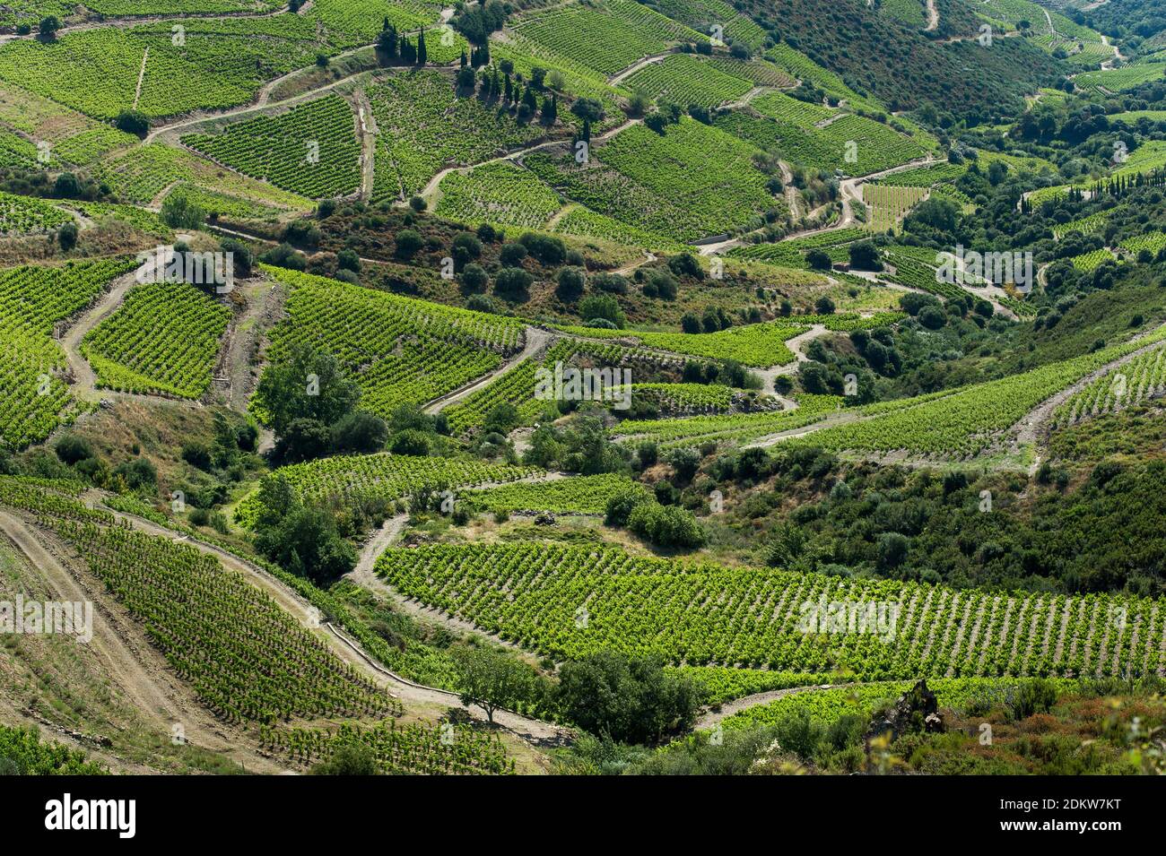 Vineyards in the town of Port Vendres, along the “Cote Vermeille” coastal area Stock Photo