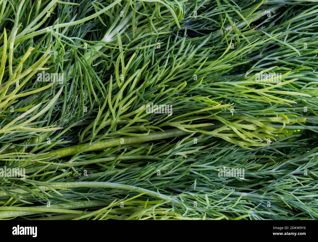 Fresh green dill background. Top view Stock Photo