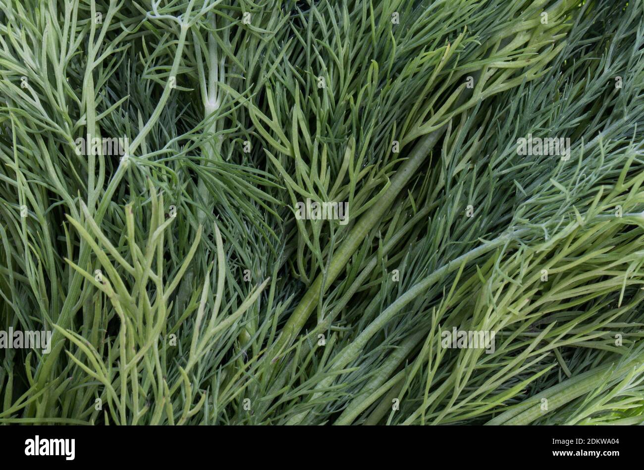 Fresh green dill background. Top view Stock Photo