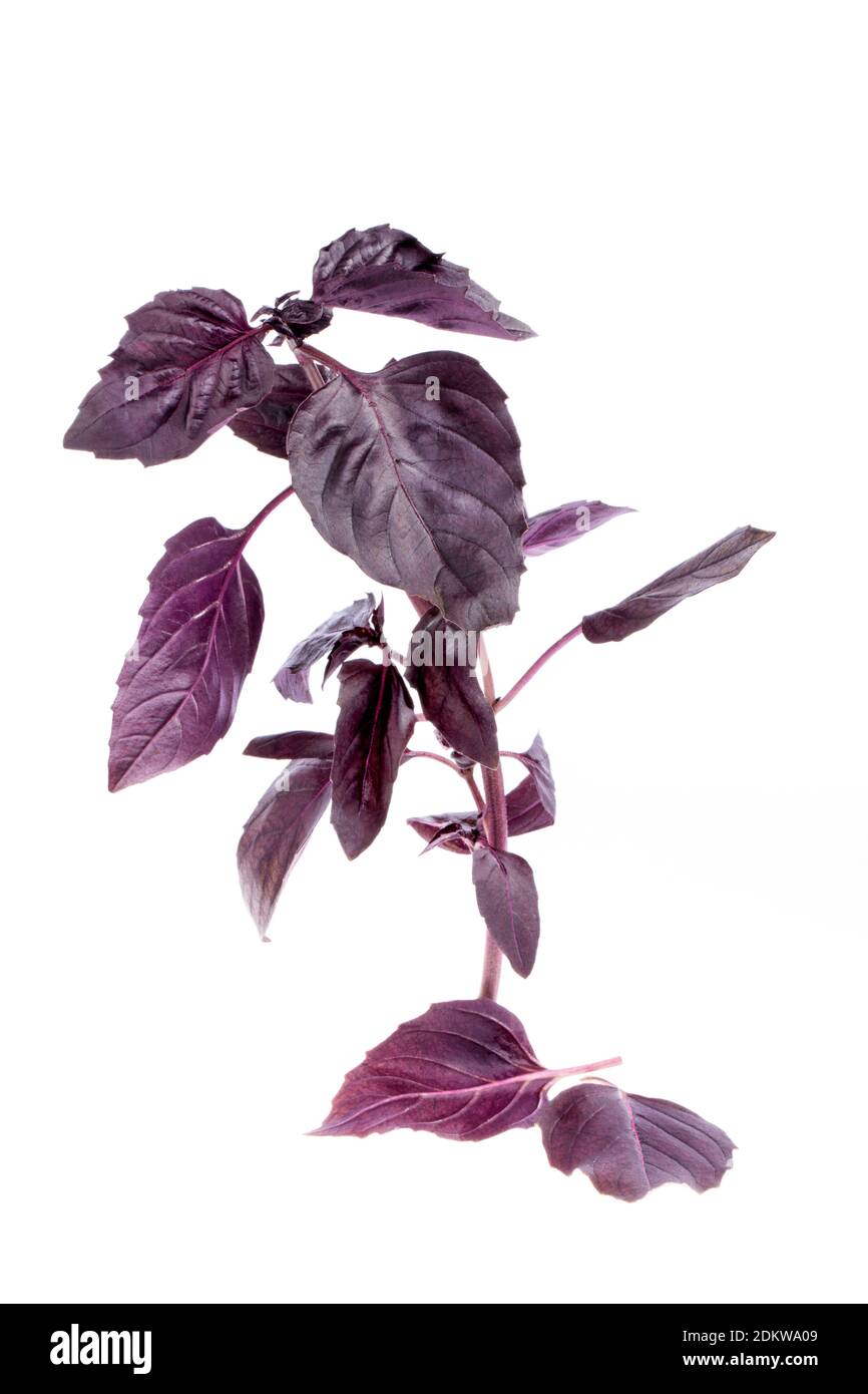 Twig of fresh dark purple basil cutout on white background Stock Photo ...