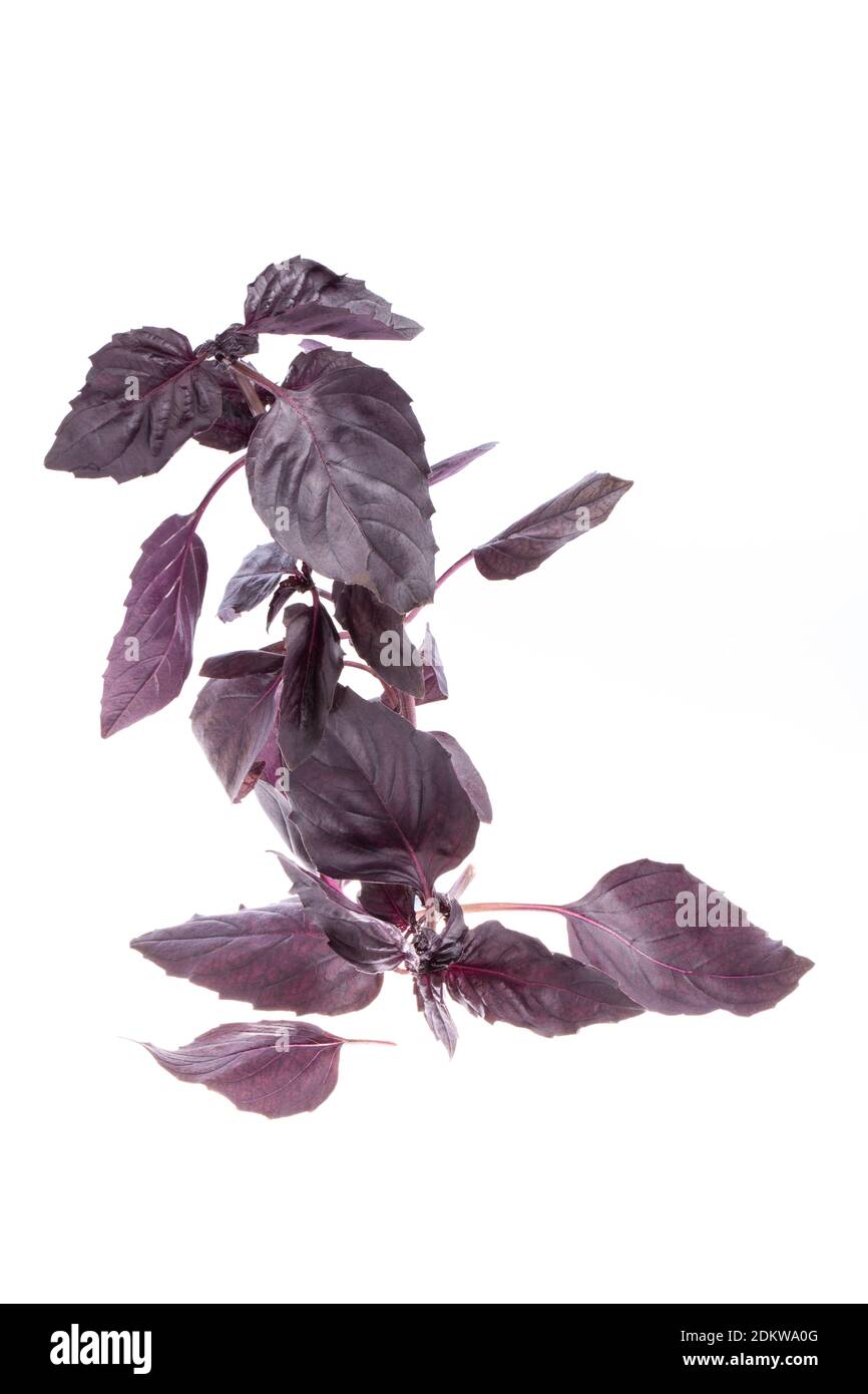 Twig of fresh dark purple basil cutout on white background Stock Photo ...
