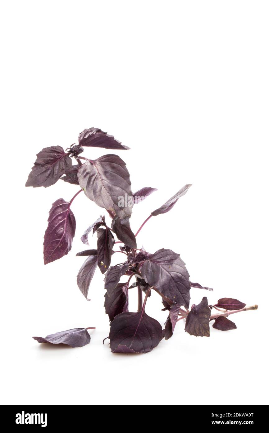 Twig of fresh dark purple basil cutout on white background Stock Photo ...