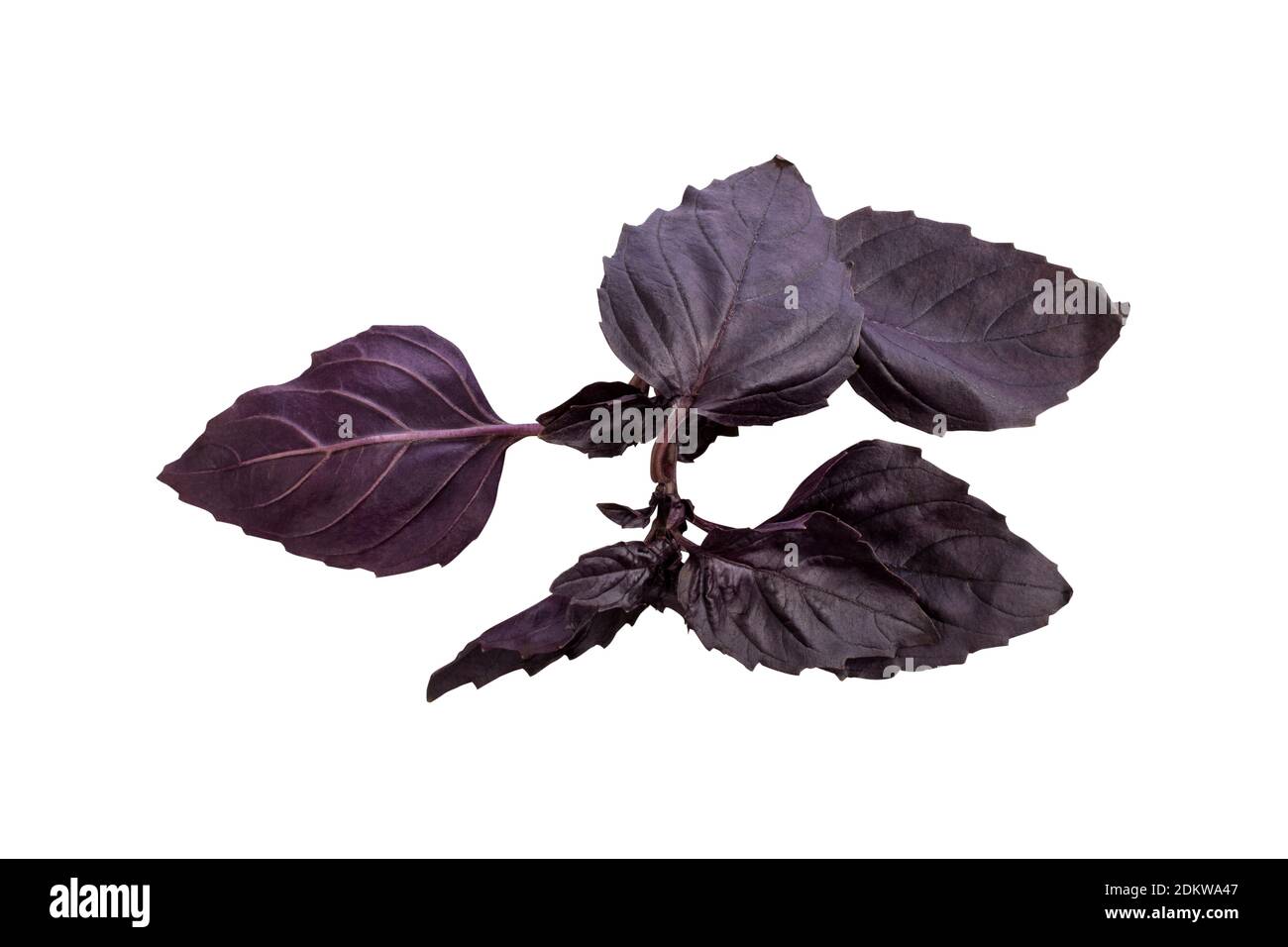 Twig of fresh dark purple basil cutout on white background Stock Photo ...