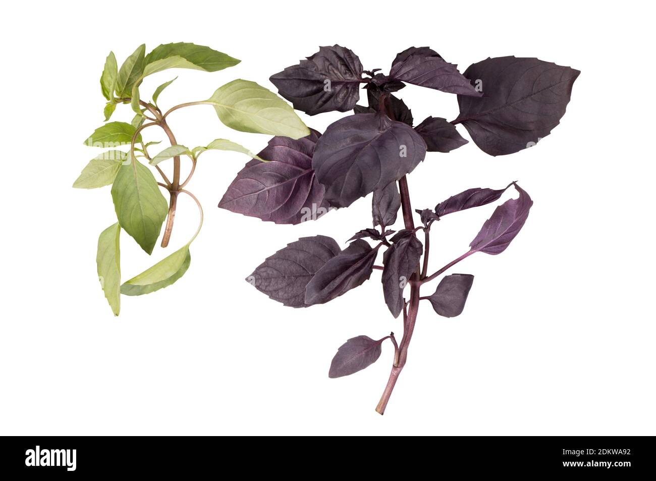 Dark purble basil hi-res stock photography and images - Alamy