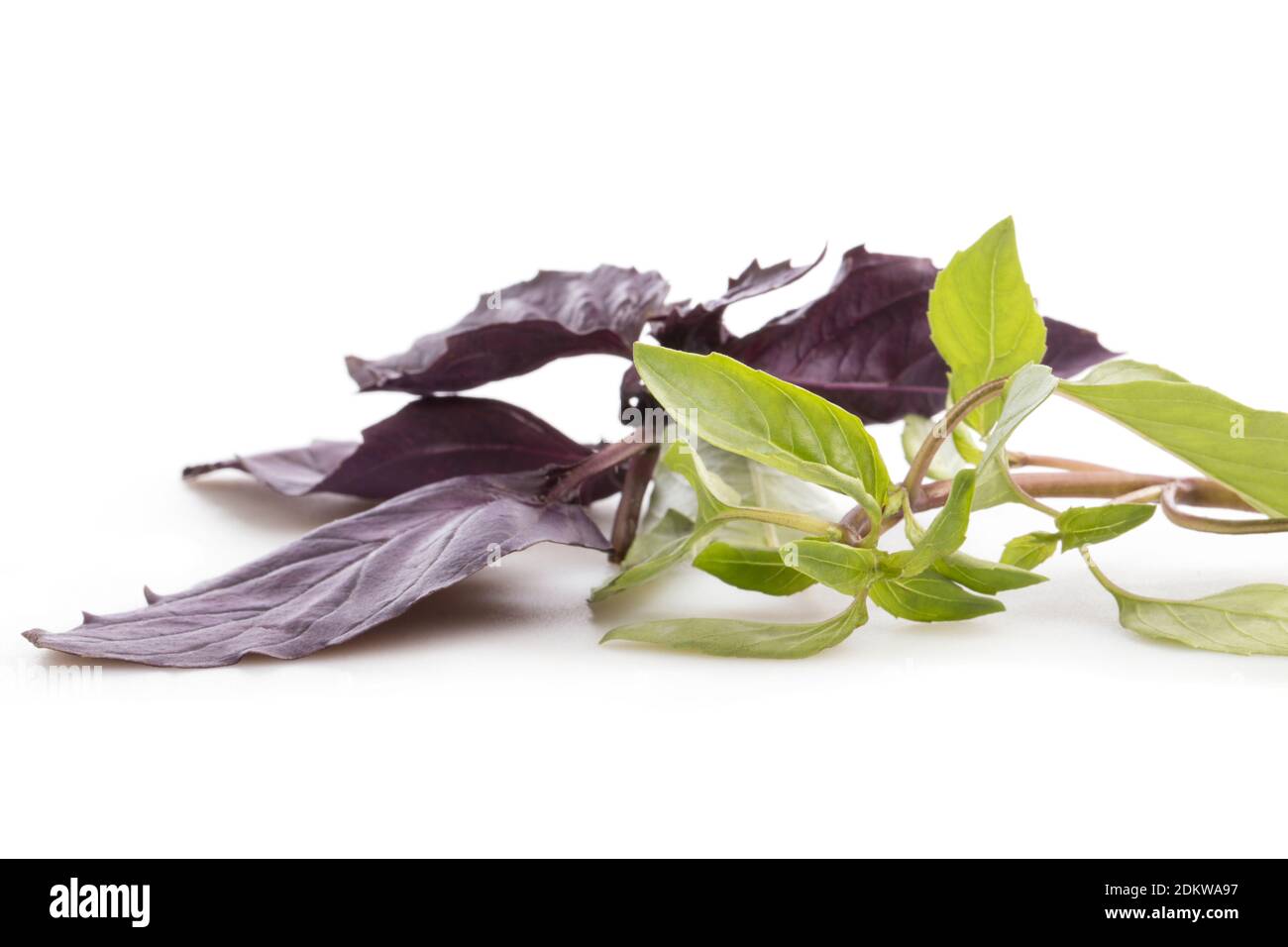 Dark purble basil hi-res stock photography and images - Alamy