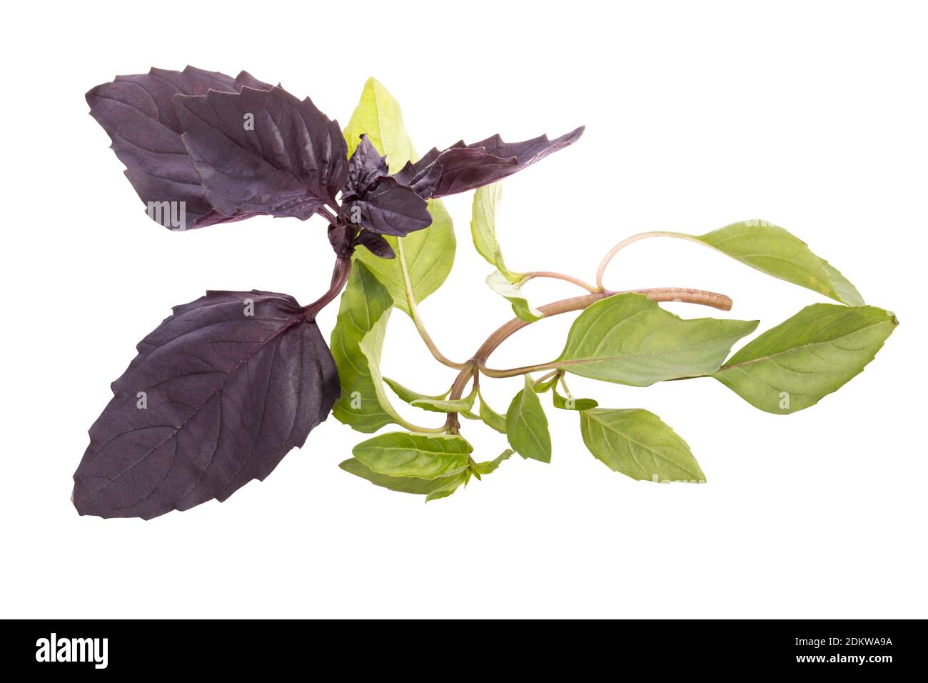 Dark purble basil hi-res stock photography and images - Alamy