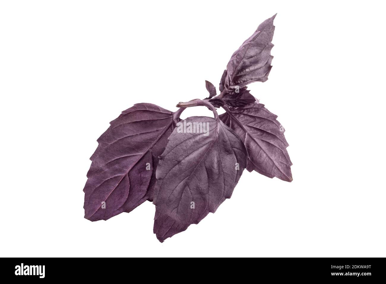 Twig of fresh dark purple basil cutout on white background Stock Photo ...