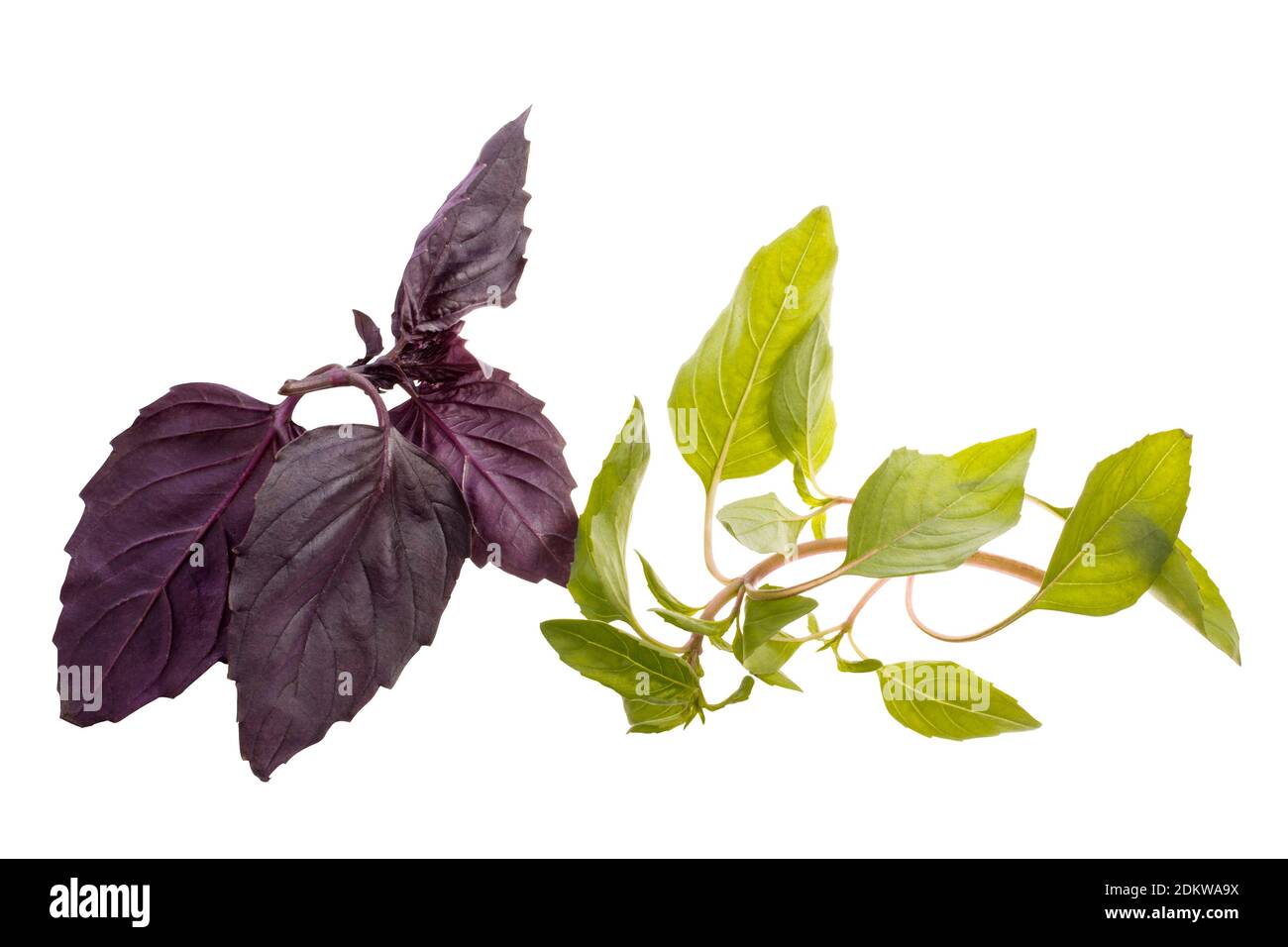 Dark purble basil hi-res stock photography and images - Alamy