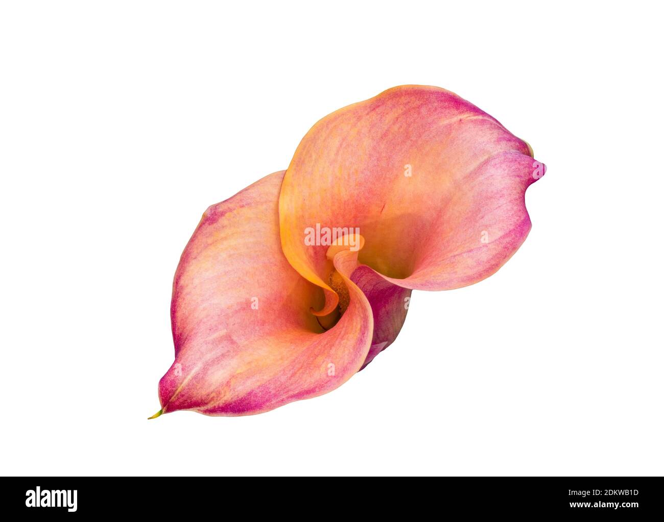 calla blossom