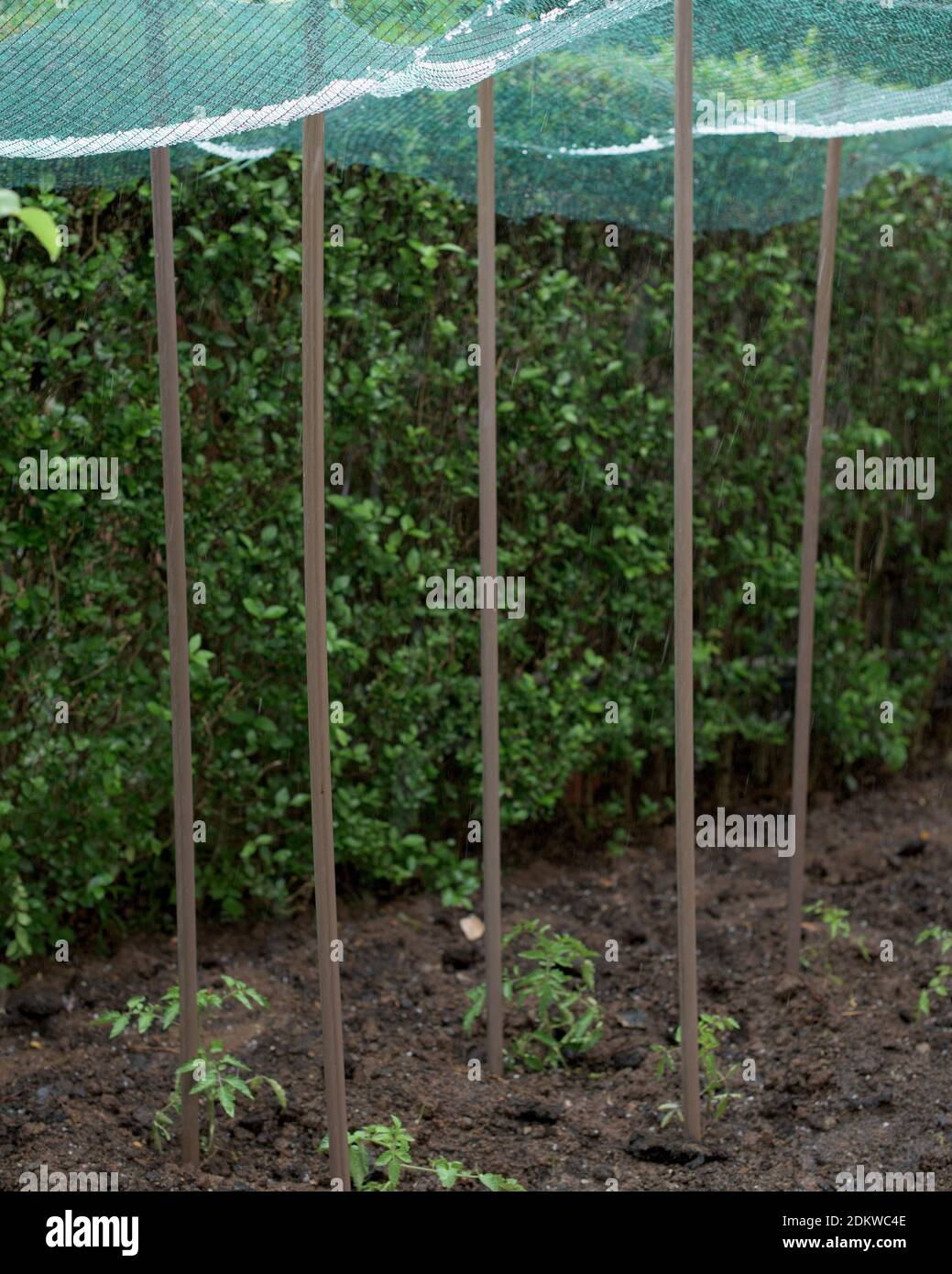 Storm of hail in a vegetable garden and protection net Stock Photo