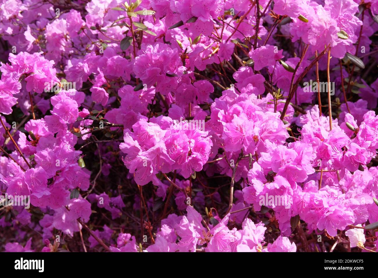 Rhododendron is blooming in city park, close up. Violet gentle flowers is growing in garden. Landscaping and decoration in spring season. Stock Photo