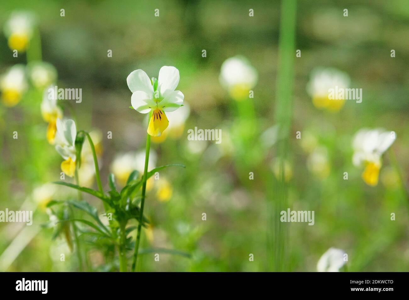 Wild field pansy, England, Europe. Spring blooming Dog-violet flowers. Wild pansies, copy space. Sunny. Stock Photo