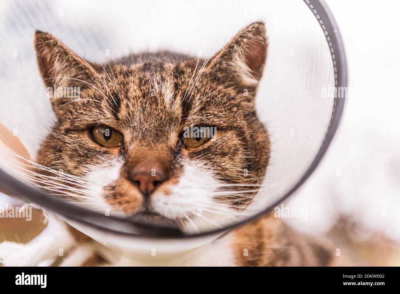 cat head cone collar