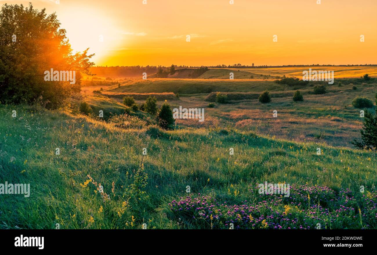 Wildflowers field sunset hi-res stock photography and images - Alamy