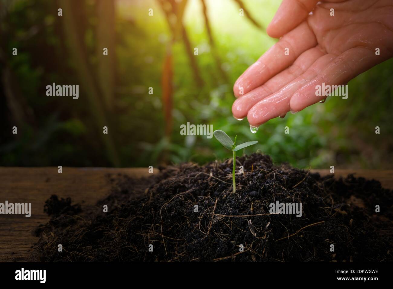 Close-up Of Hand Watering Seedling On Field Stock Photo