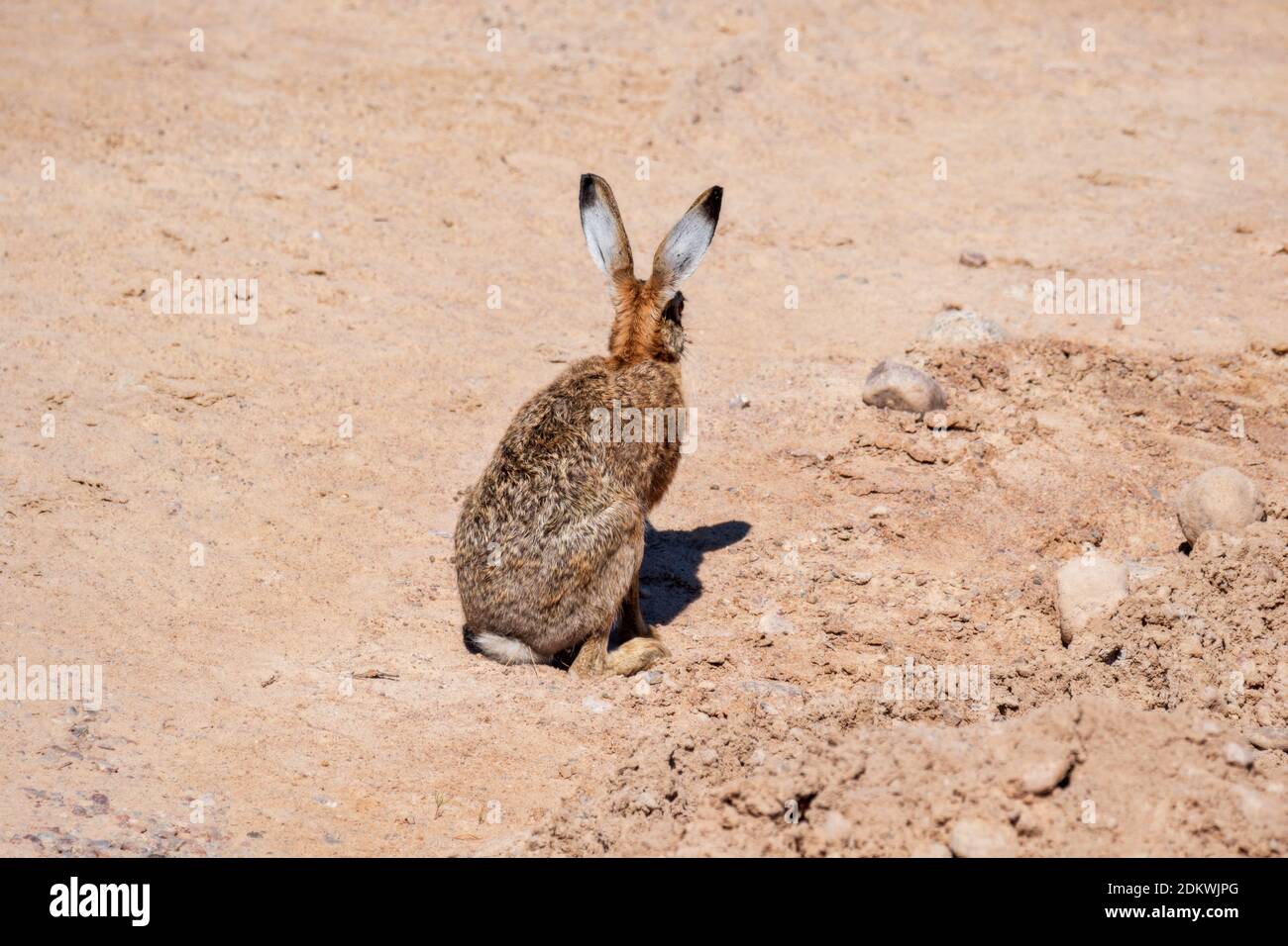 Arrid terrain hi-res stock photography and images - Alamy