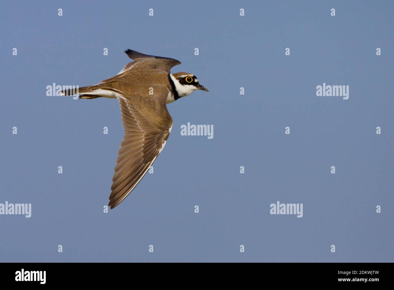 Kleine Plevier in vlucht; Little Ringed Plover in flight Stock Photo ...