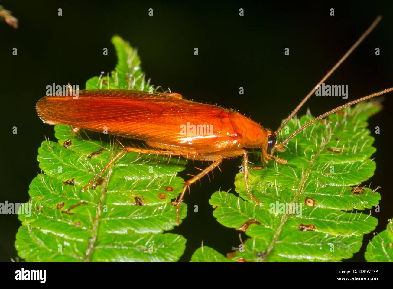 Jungle roach hi-res stock photography and images - Alamy