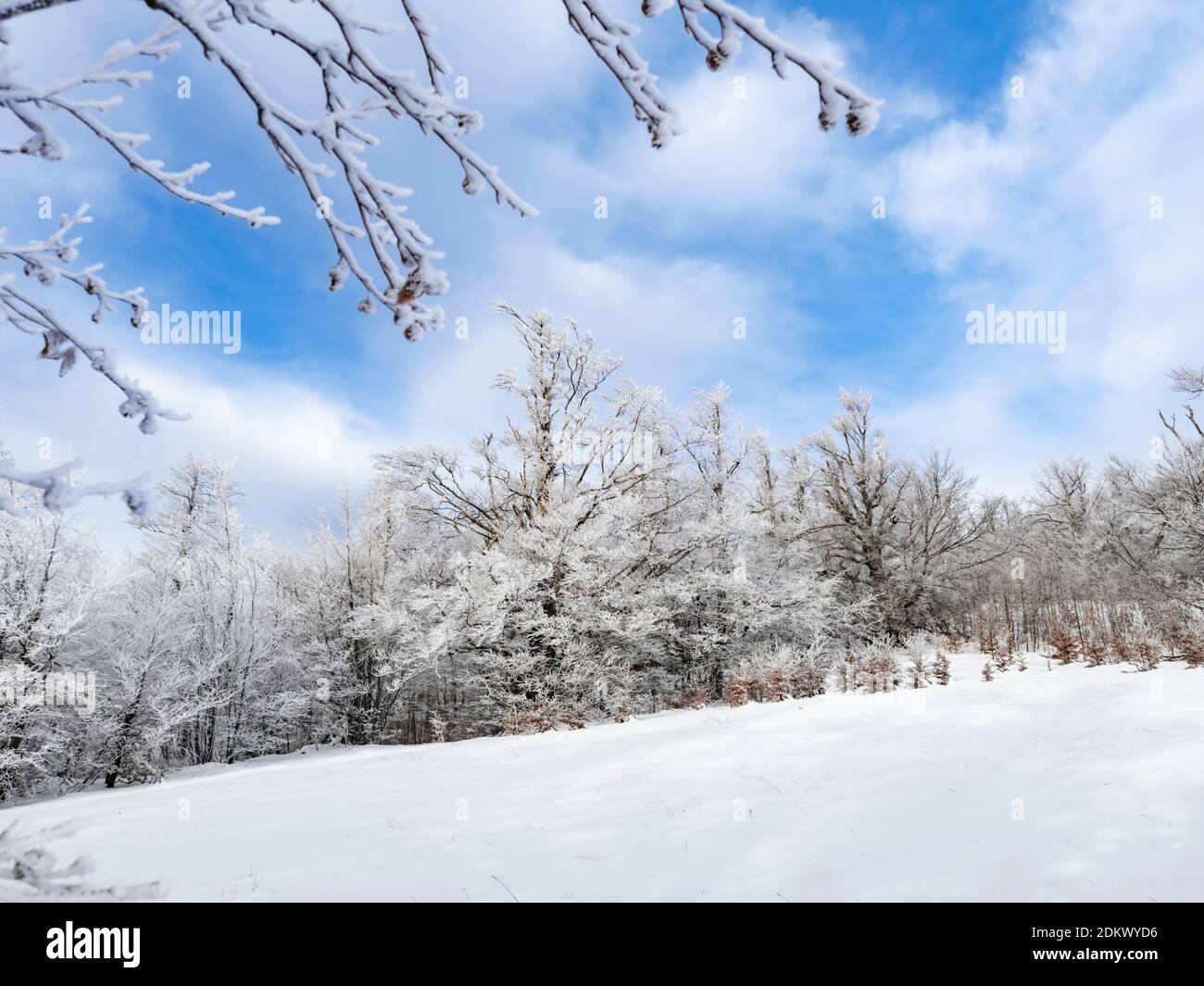 Snow in forest nature in Gorski kotar county in Croatia Europe Stock Photo