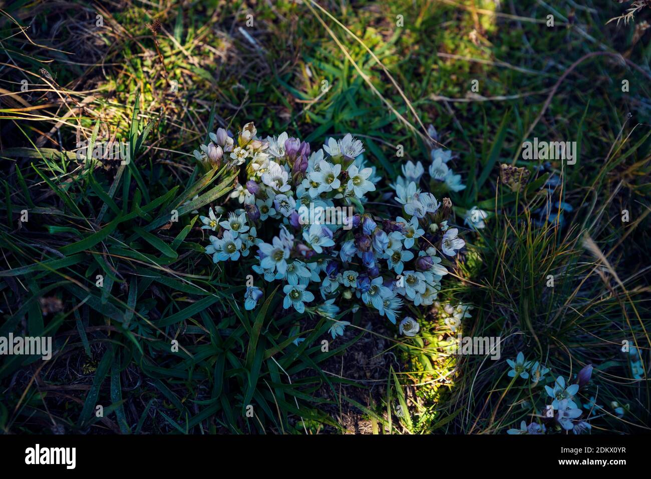 Image of Gentianella bulgarica in National park Pirin above Bezbog hut in Bulgaria which is endemic species Stock Photo