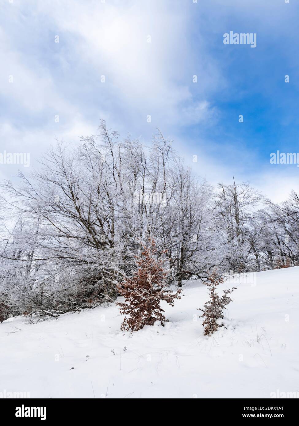 Snow in forest nature in Gorski kotar county in Croatia Europe Stock Photo