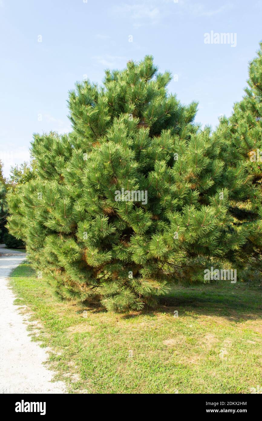 small neat pine tree in the Park. pine in daylight, evergreen tree. resin-rich trees, usually very large, less often small, sometimes almost shrubs Stock Photo