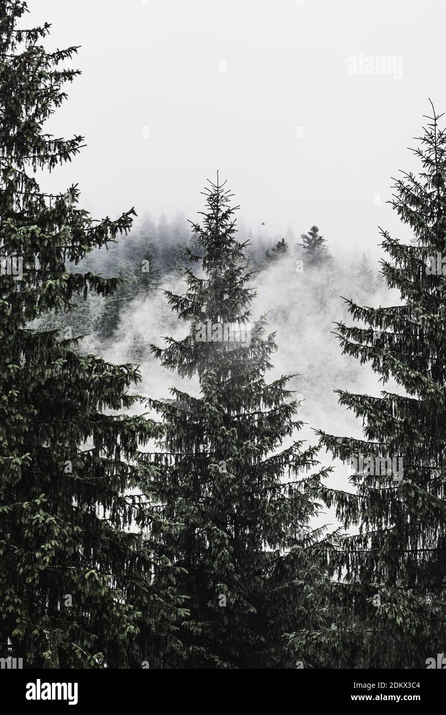 Misty foggy mountain landscape with fir forest and copyspace in vintage ...
