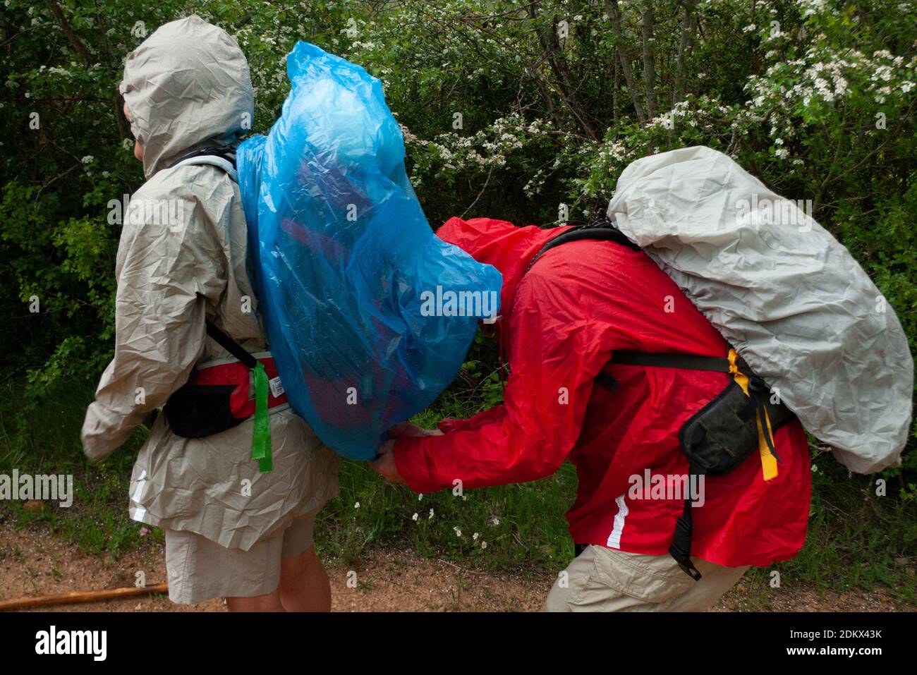 A couple of pilgrims try to put their waterproof cover on their backpacks during a pilgrimage along the Way of Saint James. Stock Photo