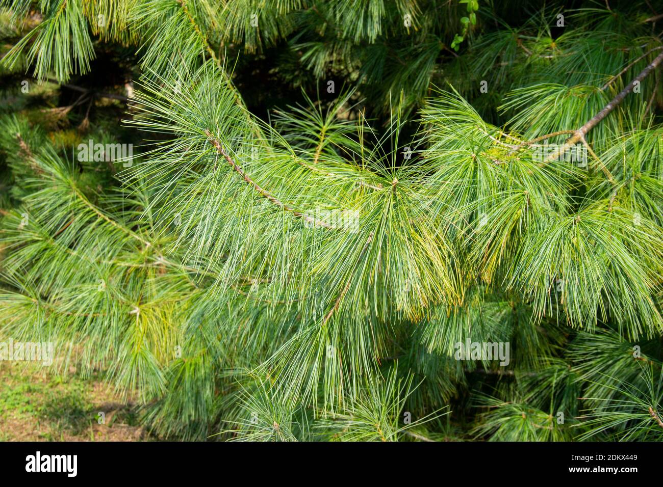 Pinus patula. beautiful branches of Mexican weeping pine. evergreen tree Stock Photo