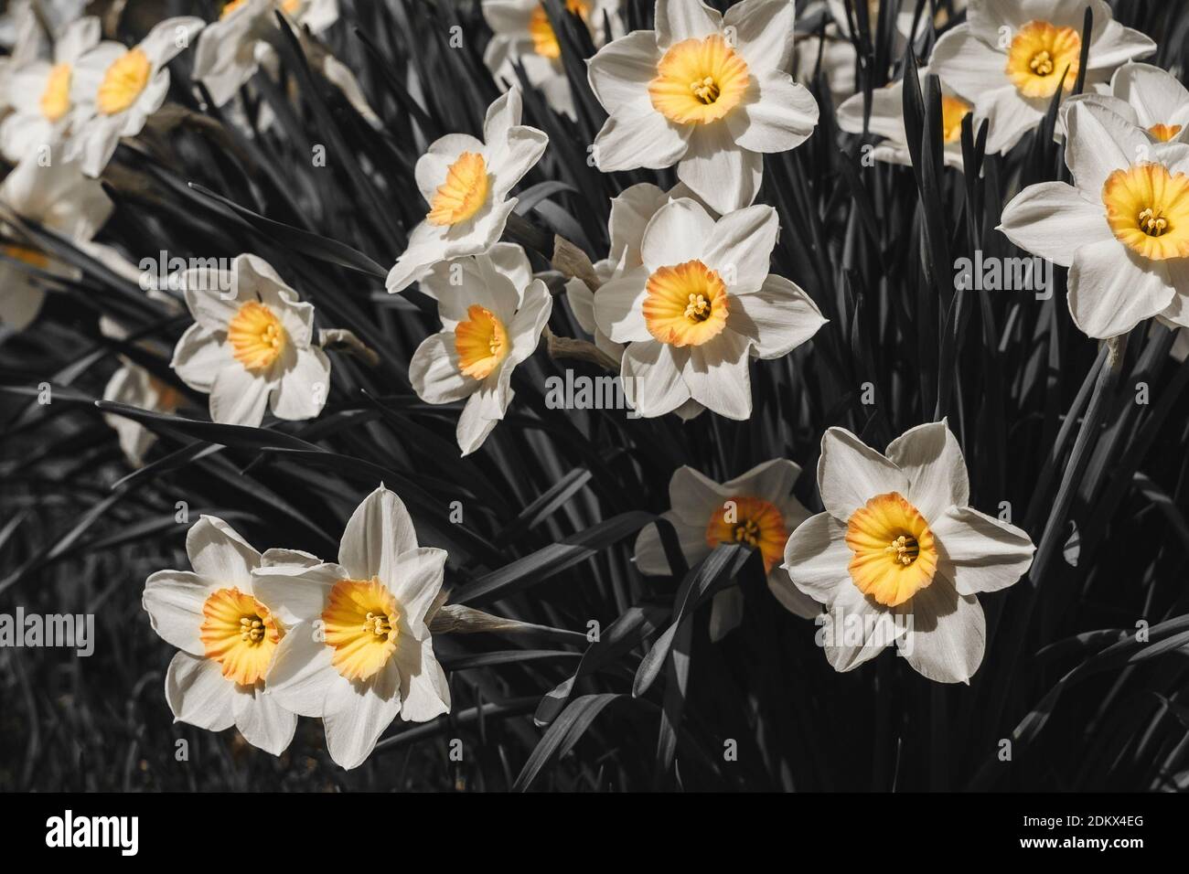 White yellow flowers Narcissus background. Mother day, womans day greeting card. Hello summer concept. Color 2021. Stock Photo