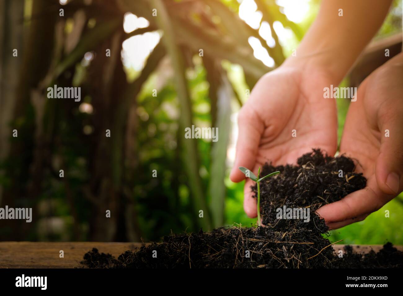 Close-up Of Hand Planting Seedling On Field Stock Photo
