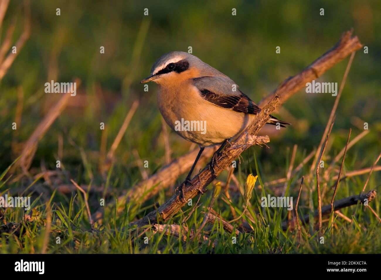 mannetje-tapuit-male-northern-wheatear-stock-photo-alamy
