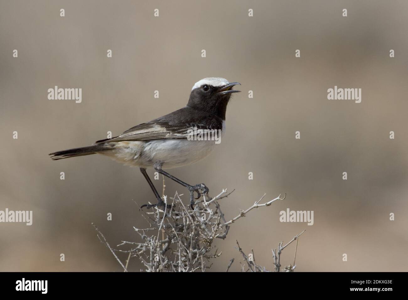 Red-rumped Wheatear male singing on bush, Roodstuittapuit mannetje ...