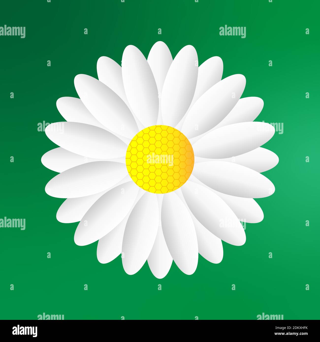 White chamomile flowers on a green background. White chamomile flower. Background image. White wildflowers. Greeting card. Festive background. Poster. Stock Vector