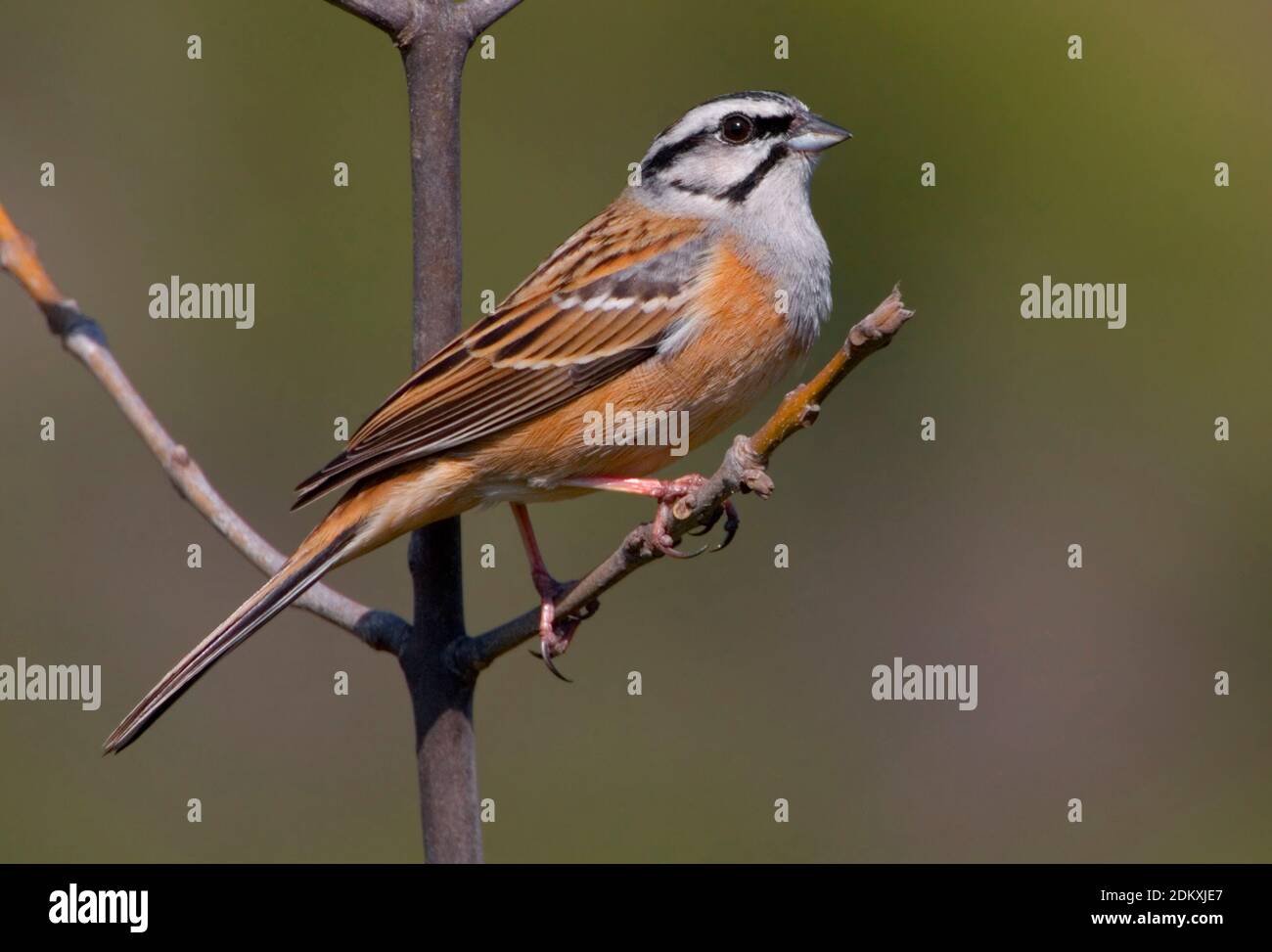 Rock Bunting perched on a twig. Stock Photo