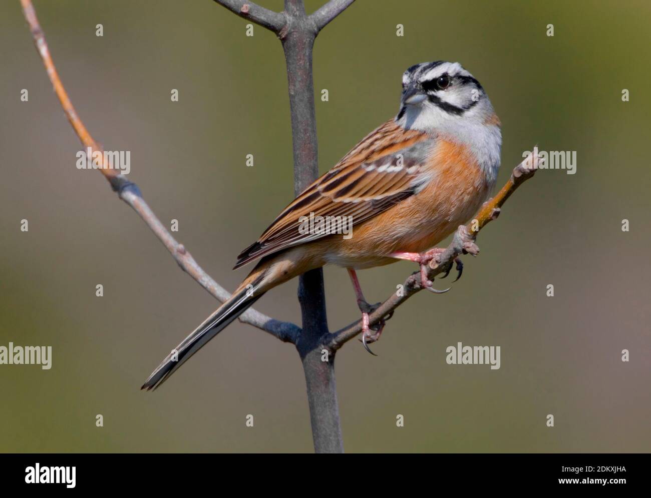Rock Bunting perched on a twig. Stock Photo