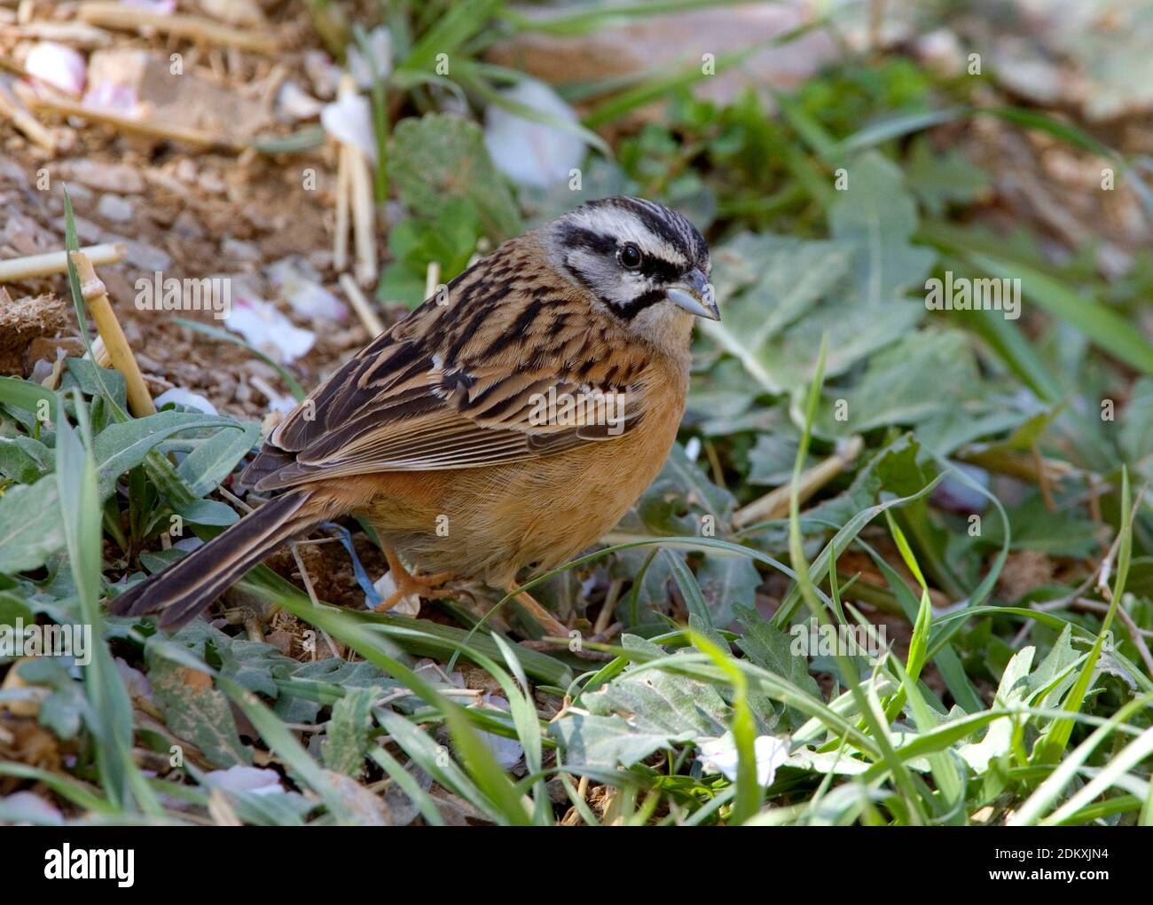 Rock Bunting in Italy. Stock Photo