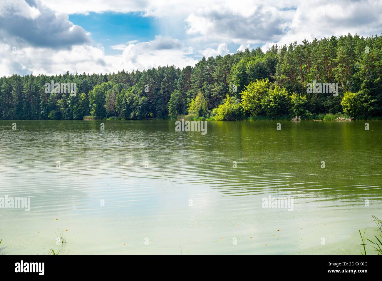 Beautiful natural scenery of river in forest. Landscape with green woods and river. Wonderful summertime scene of forest and blue green water among fo Stock Photo